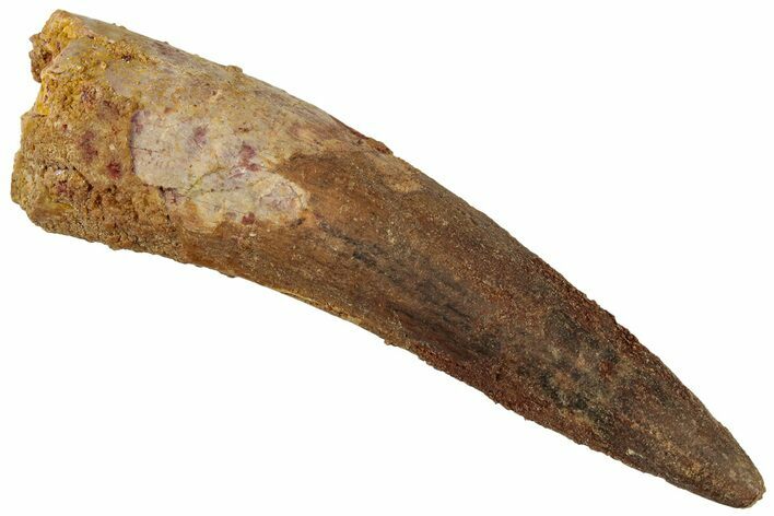 Bargain, Fossil Spinosaurus Tooth - Real Dinosaur Tooth #311155